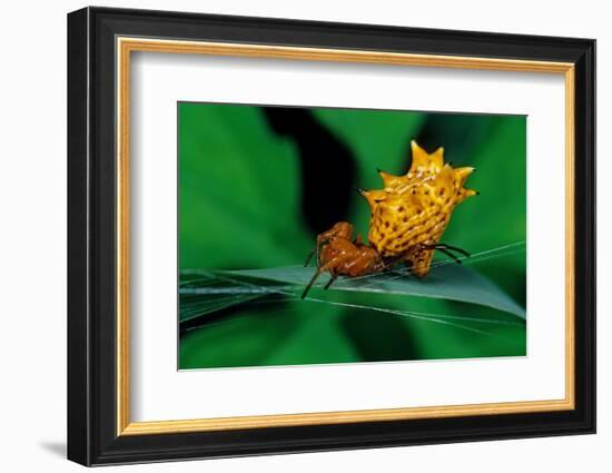 spined orbweaver spider on leaf, mexico-claudio contreras-Framed Photographic Print