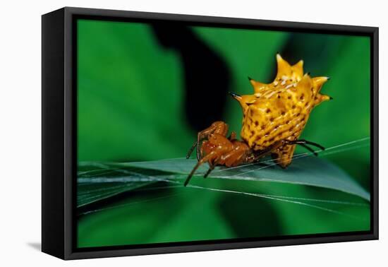 spined orbweaver spider on leaf, mexico-claudio contreras-Framed Premier Image Canvas