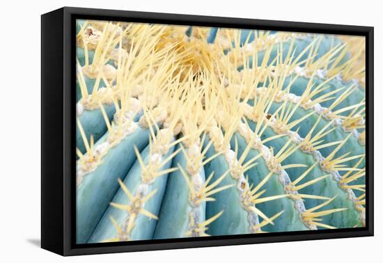 Spines of a Golden Barrel Cactus, Close-Up-Alexander Georgiadis-Framed Premier Image Canvas