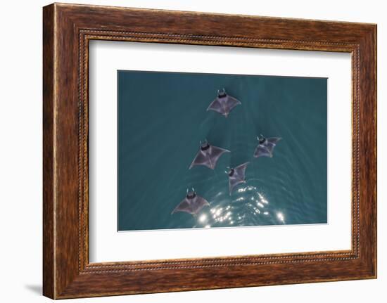 Spinetail devil rays aerial, Baja California, Mexico-Mark Carwardine-Framed Photographic Print