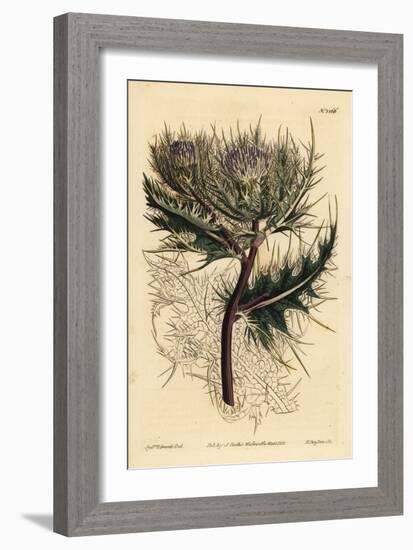 Spiniest Thistle, Cirsium Spinosissimum (Feathery Headed Cnicus, Cnicus Spinosissimus)-Sydenham Teast Edwards-Framed Giclee Print