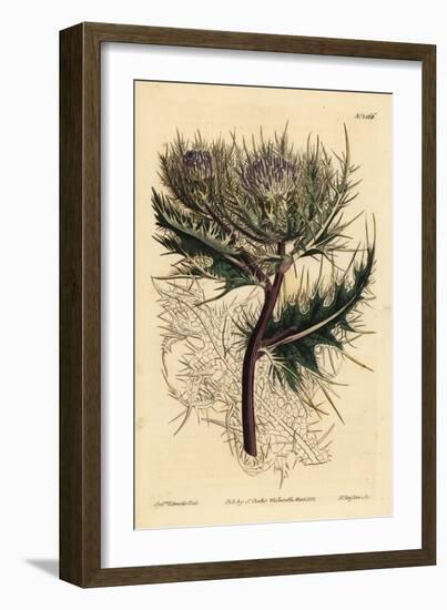 Spiniest Thistle, Cirsium Spinosissimum (Feathery Headed Cnicus, Cnicus Spinosissimus)-Sydenham Teast Edwards-Framed Giclee Print