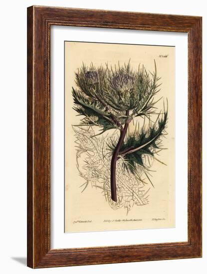 Spiniest Thistle, Cirsium Spinosissimum (Feathery Headed Cnicus, Cnicus Spinosissimus)-Sydenham Teast Edwards-Framed Giclee Print