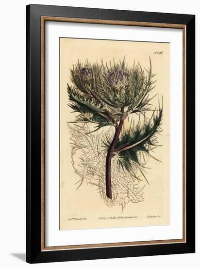 Spiniest Thistle, Cirsium Spinosissimum (Feathery Headed Cnicus, Cnicus Spinosissimus)-Sydenham Teast Edwards-Framed Giclee Print