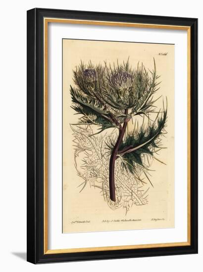 Spiniest Thistle, Cirsium Spinosissimum (Feathery Headed Cnicus, Cnicus Spinosissimus)-Sydenham Teast Edwards-Framed Giclee Print