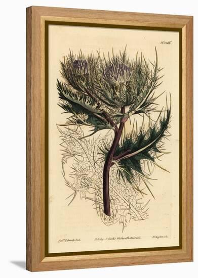 Spiniest Thistle, Cirsium Spinosissimum (Feathery Headed Cnicus, Cnicus Spinosissimus)-Sydenham Teast Edwards-Framed Premier Image Canvas