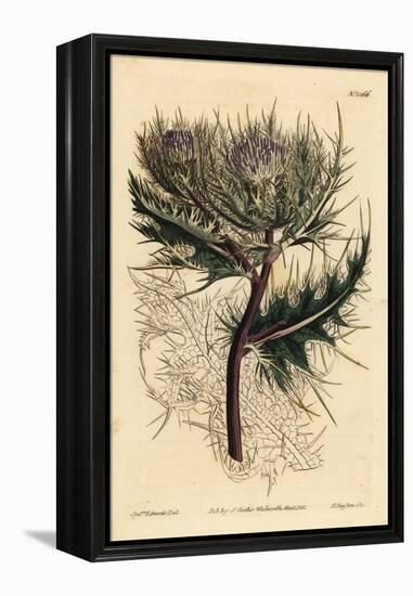 Spiniest Thistle, Cirsium Spinosissimum (Feathery Headed Cnicus, Cnicus Spinosissimus)-Sydenham Teast Edwards-Framed Premier Image Canvas