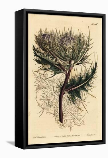 Spiniest Thistle, Cirsium Spinosissimum (Feathery Headed Cnicus, Cnicus Spinosissimus)-Sydenham Teast Edwards-Framed Premier Image Canvas