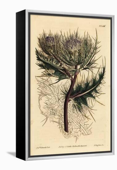 Spiniest Thistle, Cirsium Spinosissimum (Feathery Headed Cnicus, Cnicus Spinosissimus)-Sydenham Teast Edwards-Framed Premier Image Canvas