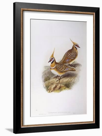 Spinifex Pigeon (Lophophaps or Geophaps Plumifera Leucogaster)-John Gould-Framed Giclee Print
