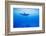 Spinner Dolphin Underwater on Hawaii's Kona Coast-Paul Souders-Framed Photographic Print