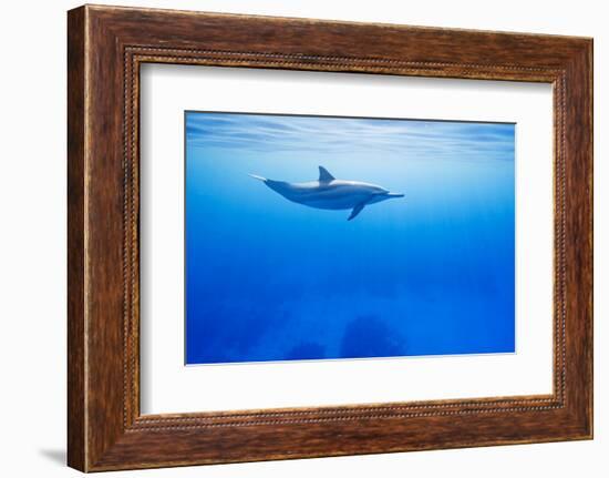 Spinner Dolphin Underwater on Hawaii's Kona Coast-Paul Souders-Framed Photographic Print