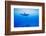 Spinner Dolphin Underwater on Hawaii's Kona Coast-Paul Souders-Framed Photographic Print