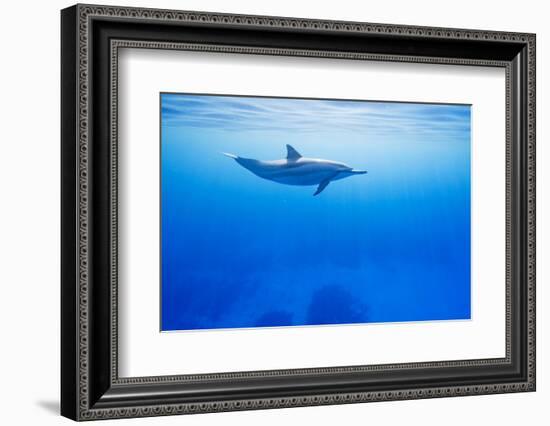 Spinner Dolphin Underwater on Hawaii's Kona Coast-Paul Souders-Framed Photographic Print