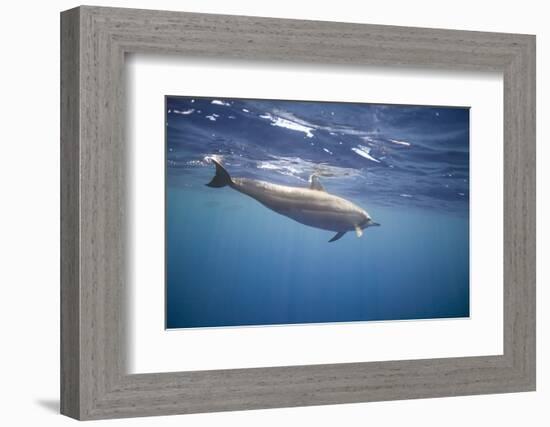 Spinner Dolphin-DLILLC-Framed Photographic Print