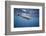 Spinner Dolphin-DLILLC-Framed Photographic Print