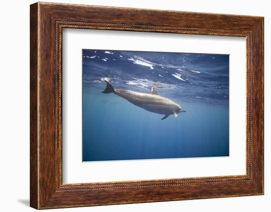 Spinner Dolphin-DLILLC-Framed Photographic Print