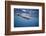 Spinner Dolphin-DLILLC-Framed Photographic Print