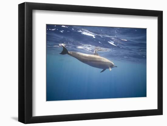 Spinner Dolphin-DLILLC-Framed Photographic Print