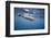 Spinner Dolphin-DLILLC-Framed Photographic Print