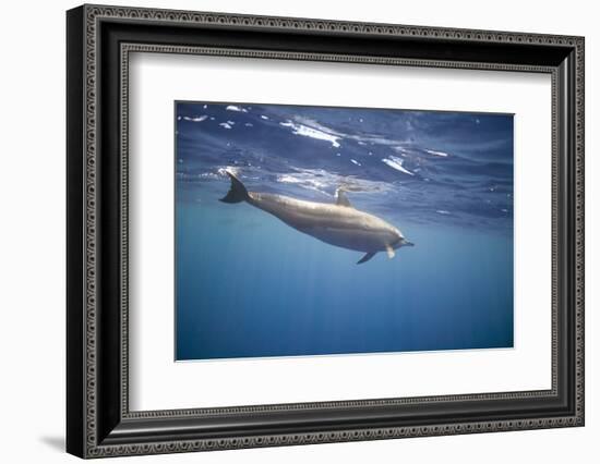 Spinner Dolphin-DLILLC-Framed Photographic Print