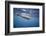 Spinner Dolphin-DLILLC-Framed Photographic Print