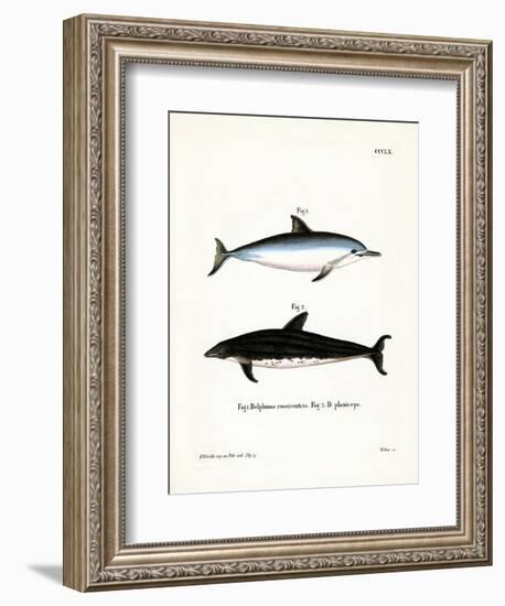 Spinner Dolphin-null-Framed Giclee Print