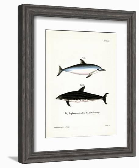 Spinner Dolphin-null-Framed Giclee Print