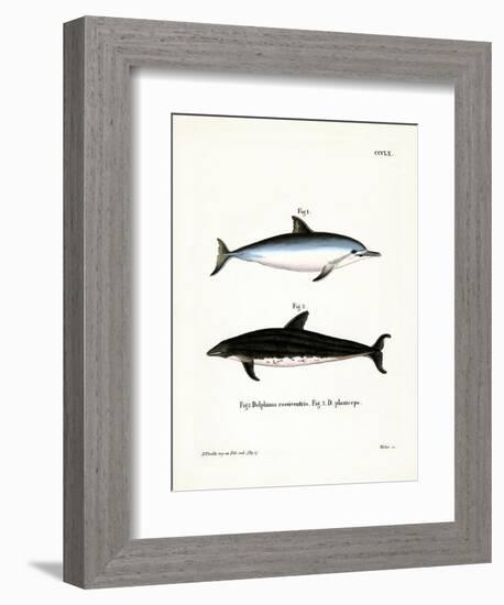 Spinner Dolphin-null-Framed Giclee Print