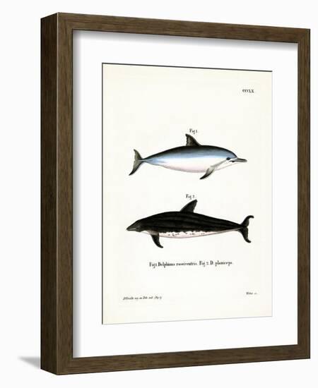 Spinner Dolphin-null-Framed Giclee Print