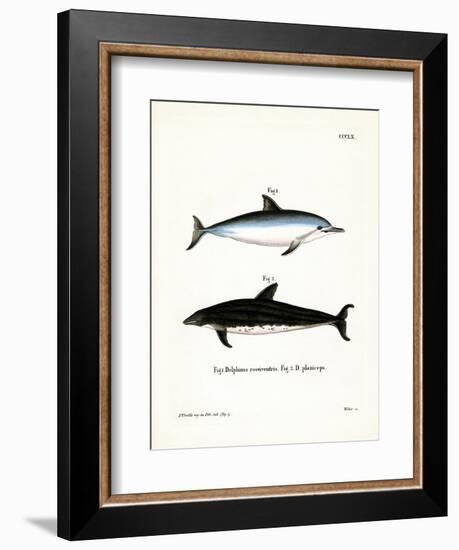 Spinner Dolphin-null-Framed Giclee Print