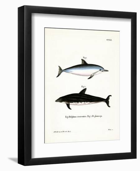 Spinner Dolphin-null-Framed Giclee Print