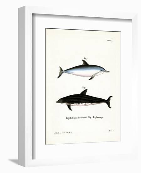 Spinner Dolphin-null-Framed Giclee Print