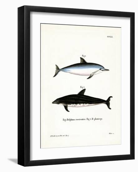 Spinner Dolphin-null-Framed Giclee Print