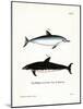 Spinner Dolphin-null-Mounted Giclee Print