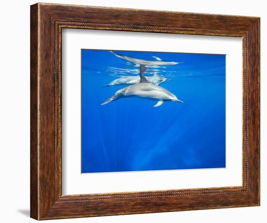 Spinner Dolphins Underwater Along Hawaii's Kona Coast-Paul Souders-Framed Photographic Print