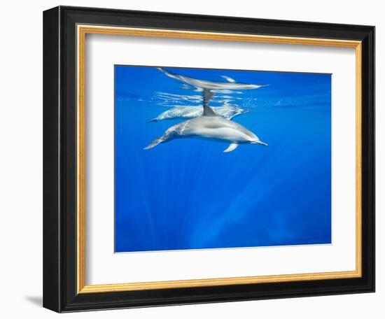 Spinner Dolphins Underwater Along Hawaii's Kona Coast-Paul Souders-Framed Photographic Print