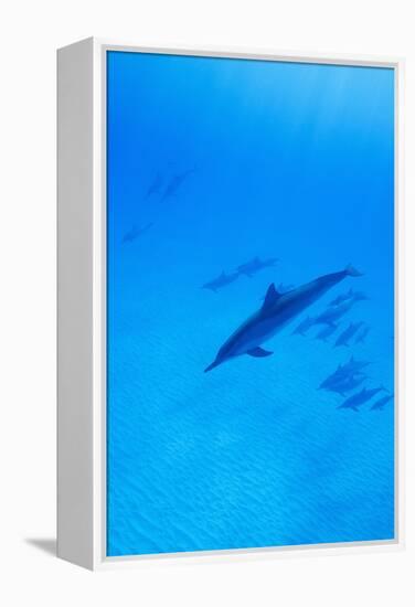 Spinner Dolphins Underwater-Paul Souders-Framed Premier Image Canvas