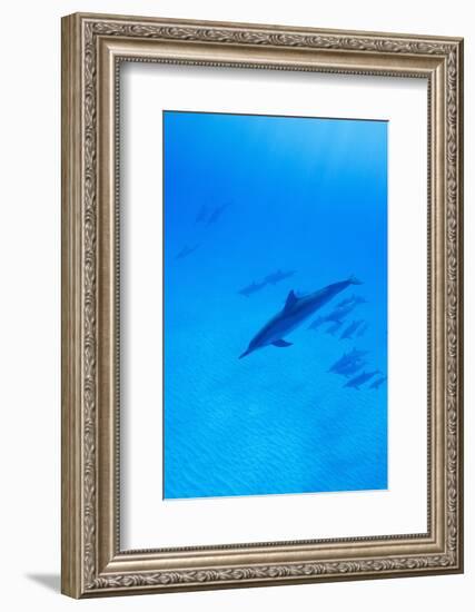 Spinner Dolphins Underwater-Paul Souders-Framed Photographic Print