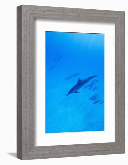 Spinner Dolphins Underwater-Paul Souders-Framed Photographic Print