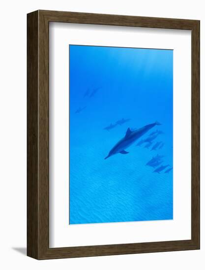 Spinner Dolphins Underwater-Paul Souders-Framed Photographic Print