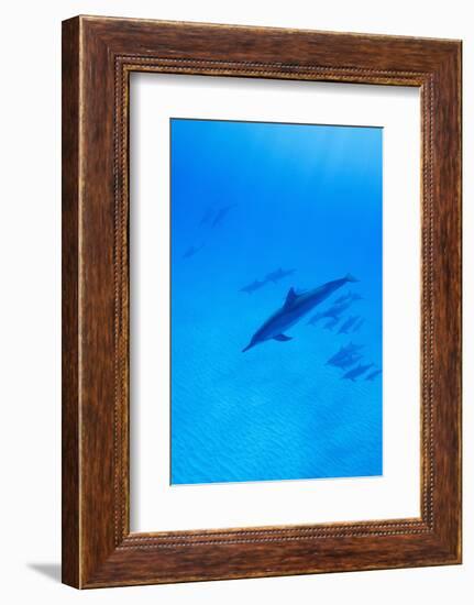 Spinner Dolphins Underwater-Paul Souders-Framed Photographic Print