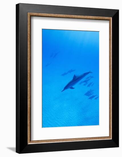 Spinner Dolphins Underwater-Paul Souders-Framed Photographic Print