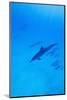Spinner Dolphins Underwater-Paul Souders-Mounted Photographic Print