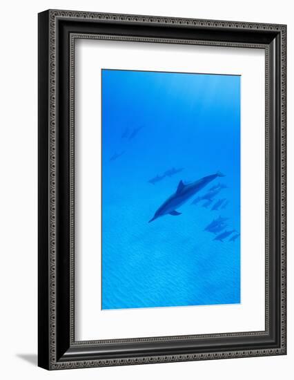 Spinner Dolphins Underwater-Paul Souders-Framed Photographic Print