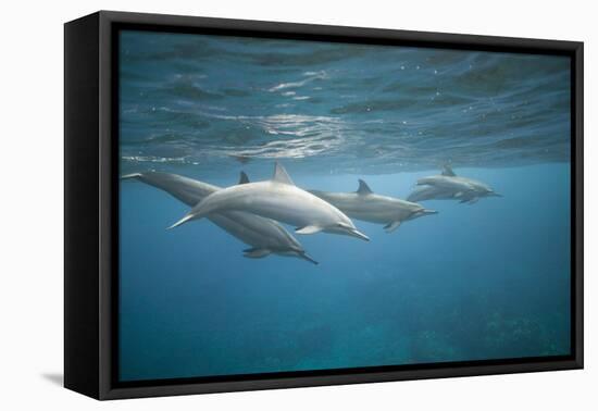 Spinner Dolphins-DLILLC-Framed Premier Image Canvas