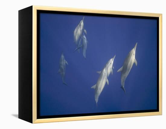 Spinner Dolphins-DLILLC-Framed Premier Image Canvas