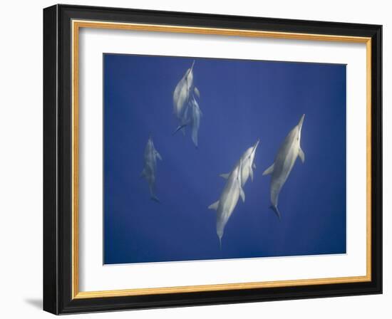 Spinner Dolphins-DLILLC-Framed Photographic Print
