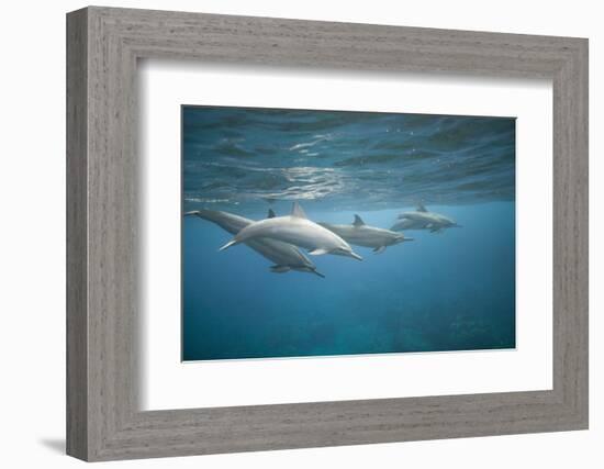 Spinner Dolphins-DLILLC-Framed Photographic Print