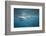 Spinner Dolphins-DLILLC-Framed Photographic Print